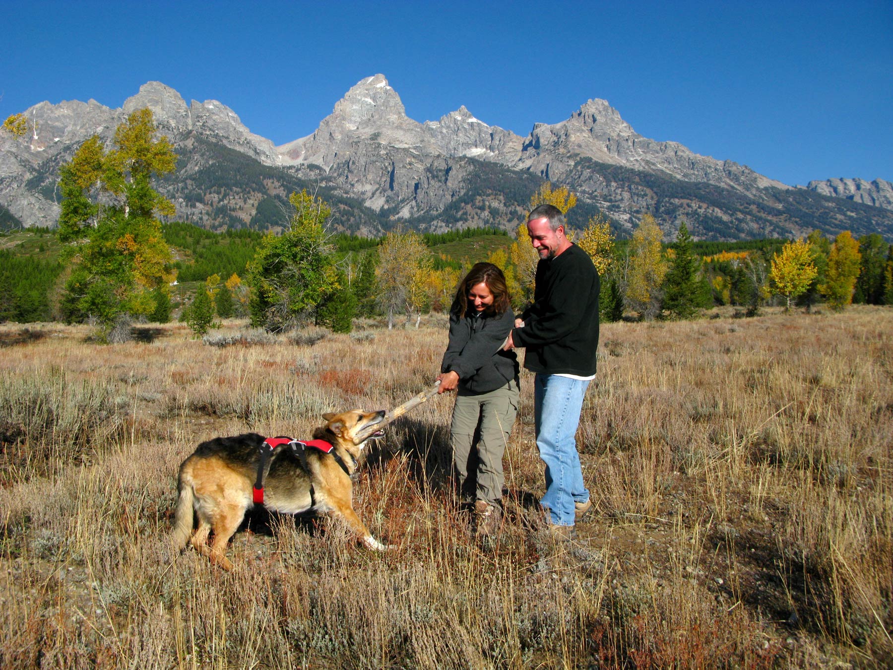 Be More Dog Tripawd Jerry's story