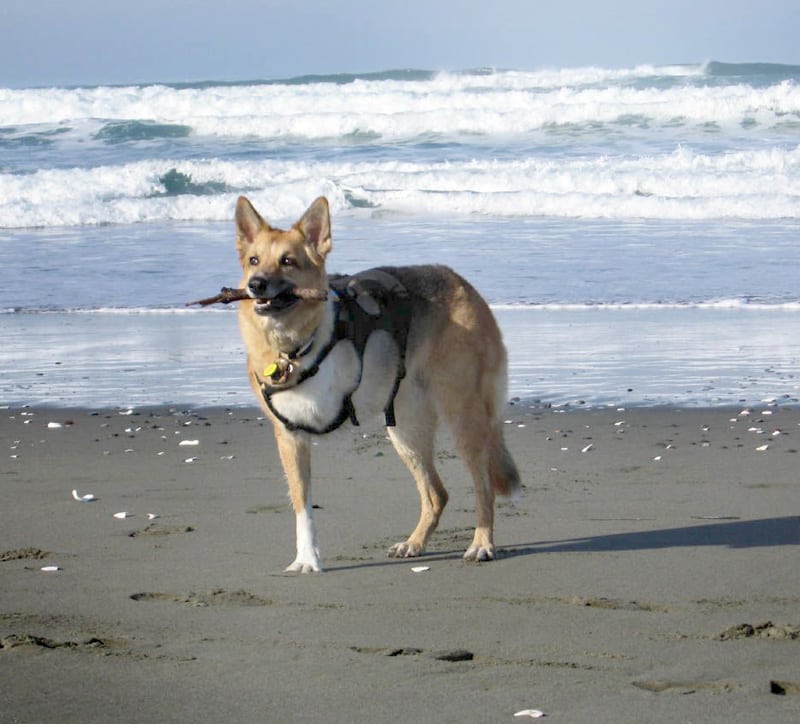 jerry returns to beach