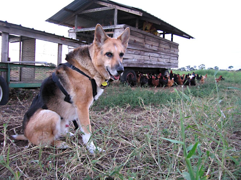 three legged farm dog