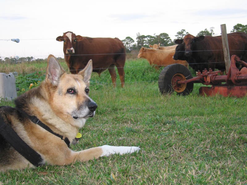 three legged farm dog