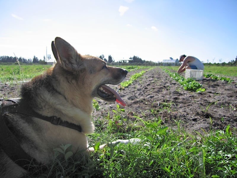 three legged farm dog