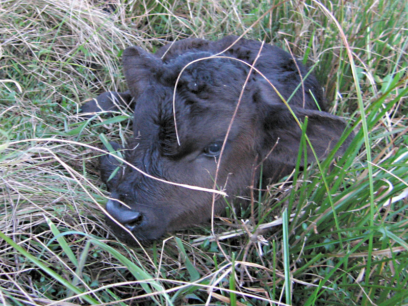 newborn calf