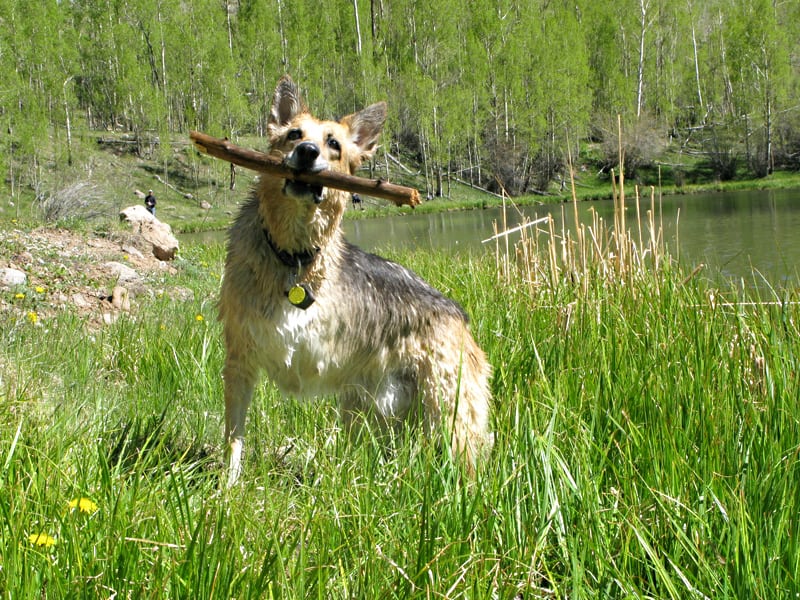 vickers ranch scenes