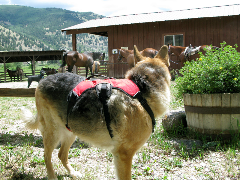 Jerry at Vickers Ranch