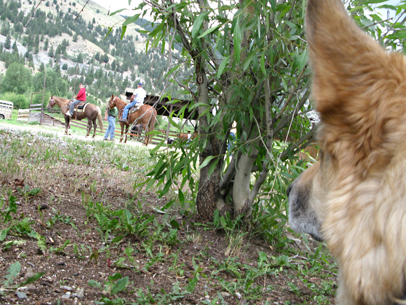 Jerry at Vickers Ranch