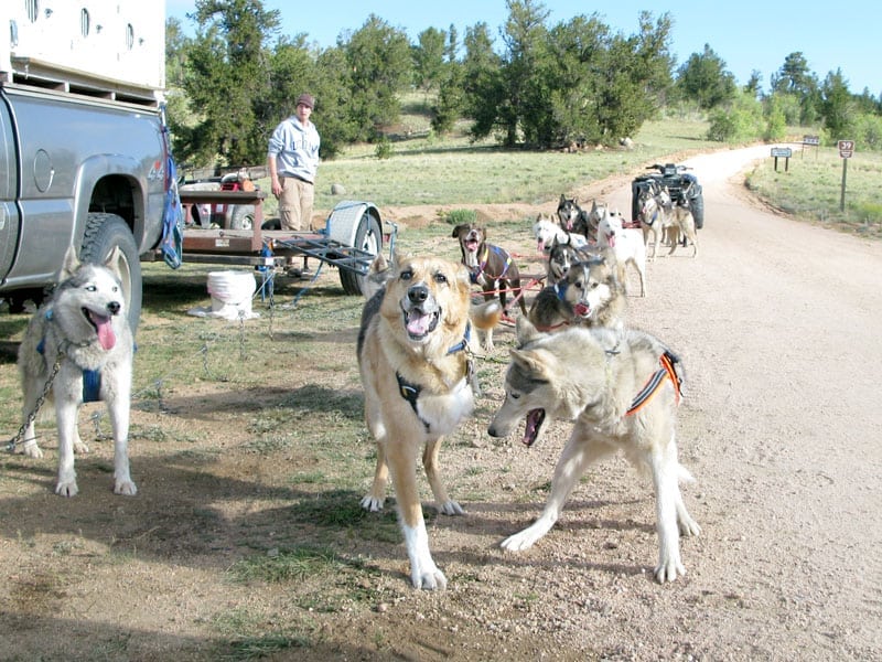 three legged sled dogs