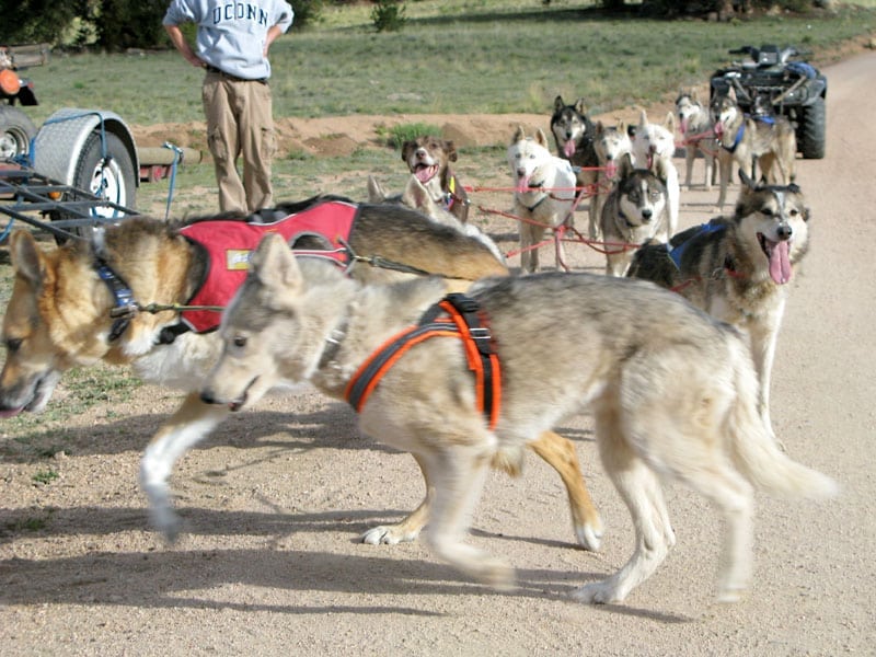 three legged sled dogs