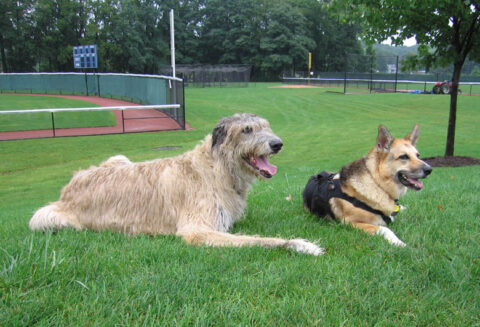 jerry and finnegan