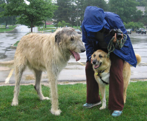 Jerry and Finnegan