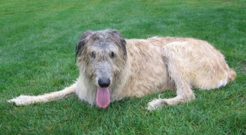 Tripawd Irish Wolfhound