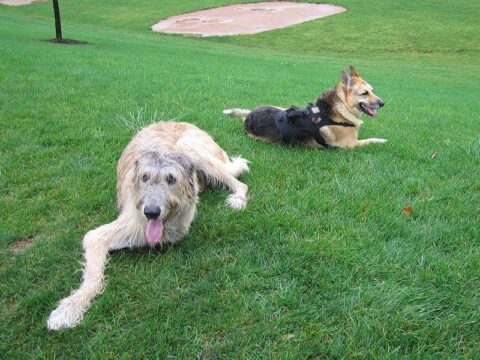 Jerry and Finnegan