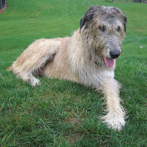 tripawd irish wolfhound