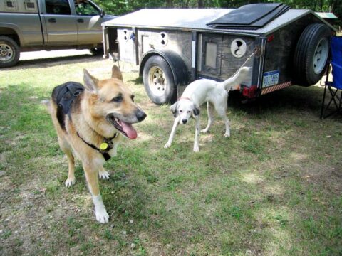 hunting dogs